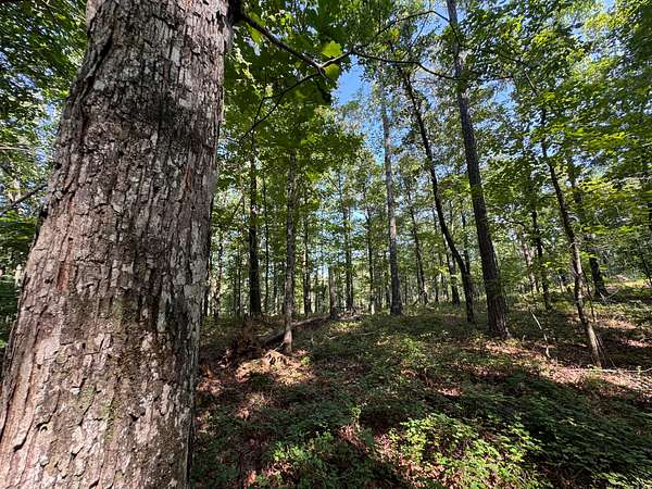 12.3 Acres of Land for Sale in Equality, Alabama