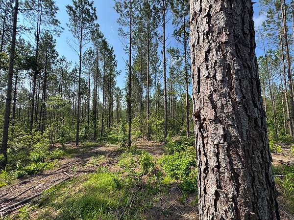 24.6 Acres of Recreational & Residential Land for Sale in Equality, Alabama