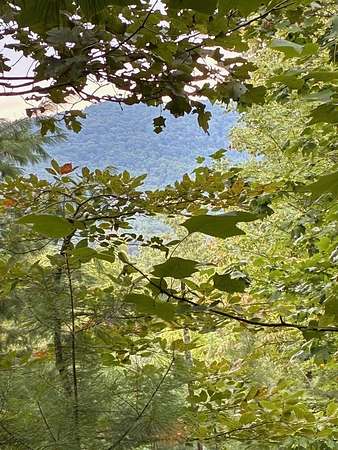 50 Acres of Recreational Land for Sale in Morganton, Georgia