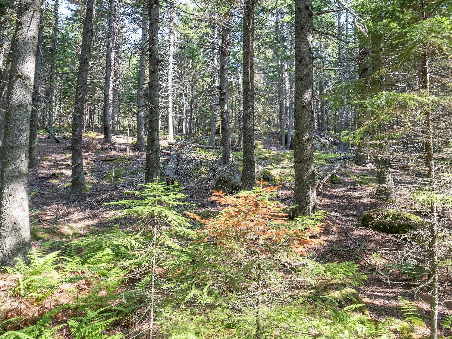 3.2 Acres of Residential Land for Sale in Swans Island, Maine