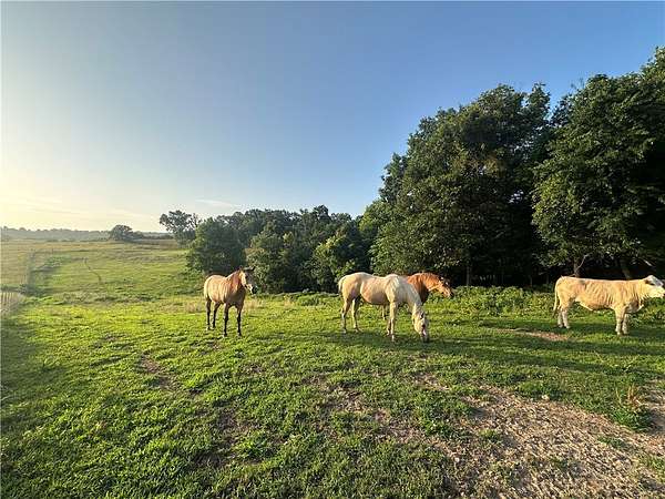 97.8 Acres of Land for Sale in Huntsville, Arkansas