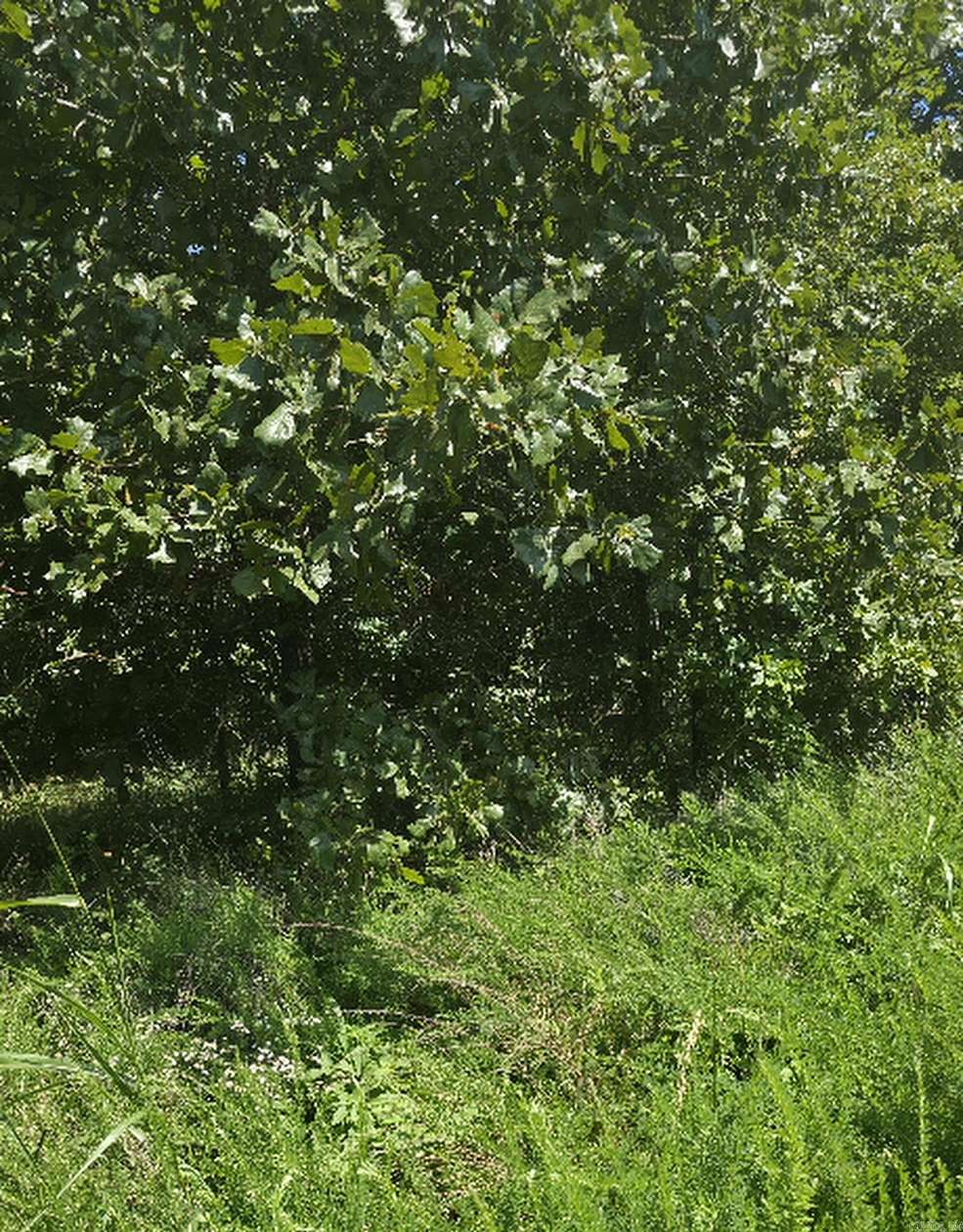 47 Acres of Recreational Land for Sale in Bradford, Arkansas