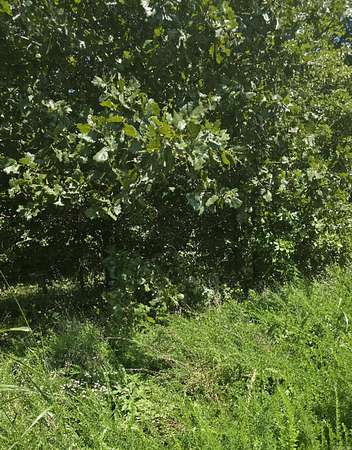 47 Acres of Recreational Land for Sale in Bradford, Arkansas
