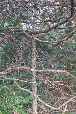 40 Acres of Recreational Land for Sale in Bradford, Arkansas