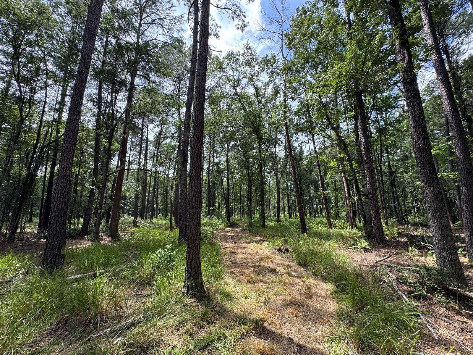 25 Acres of Land for Sale in Branchville, South Carolina