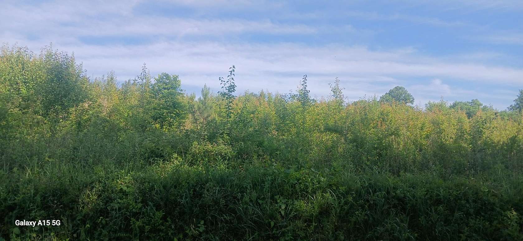 15 Acres of Land for Sale in Englewood, Tennessee