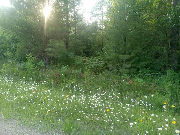 4.5 Acres of Land for Sale in Millersburg, Michigan