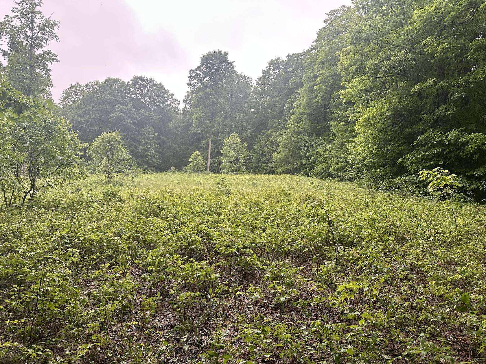 6.67 Acres of Land for Sale in Elmira, Michigan
