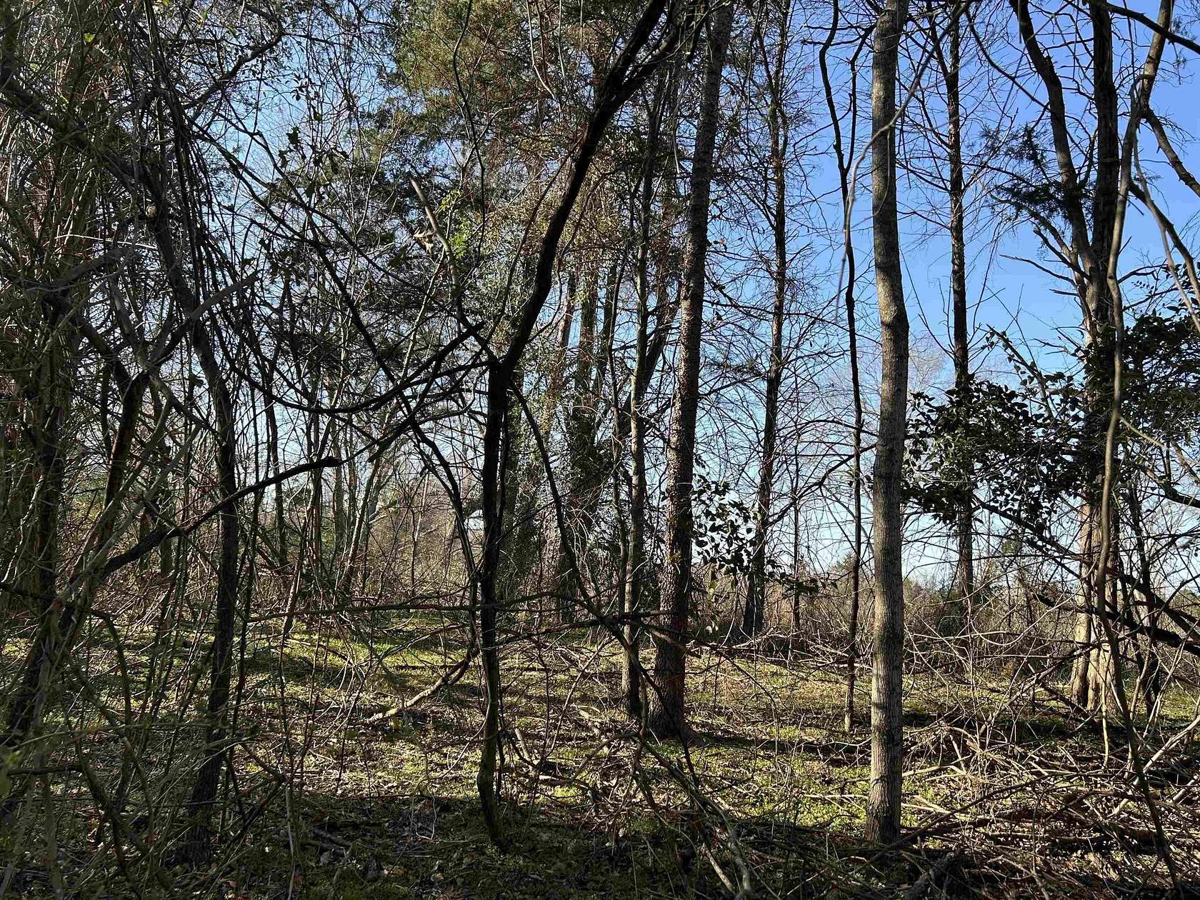 8.1 Acres of Residential Land for Sale in Pittsburg, Texas