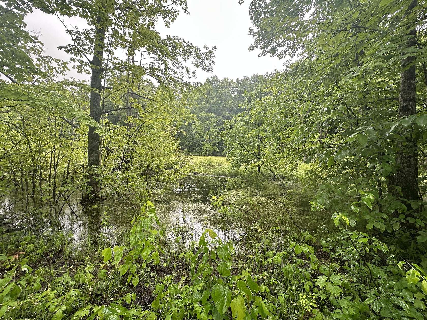6.67 Acres of Land for Sale in Elmira, Michigan