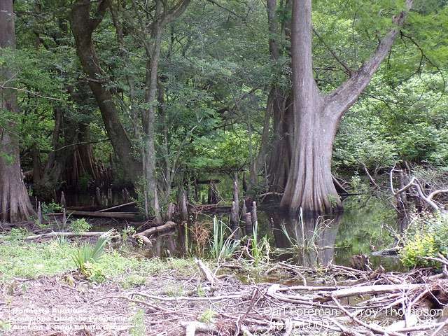 78.8 Acres of Recreational Land for Sale in Mansura, Louisiana
