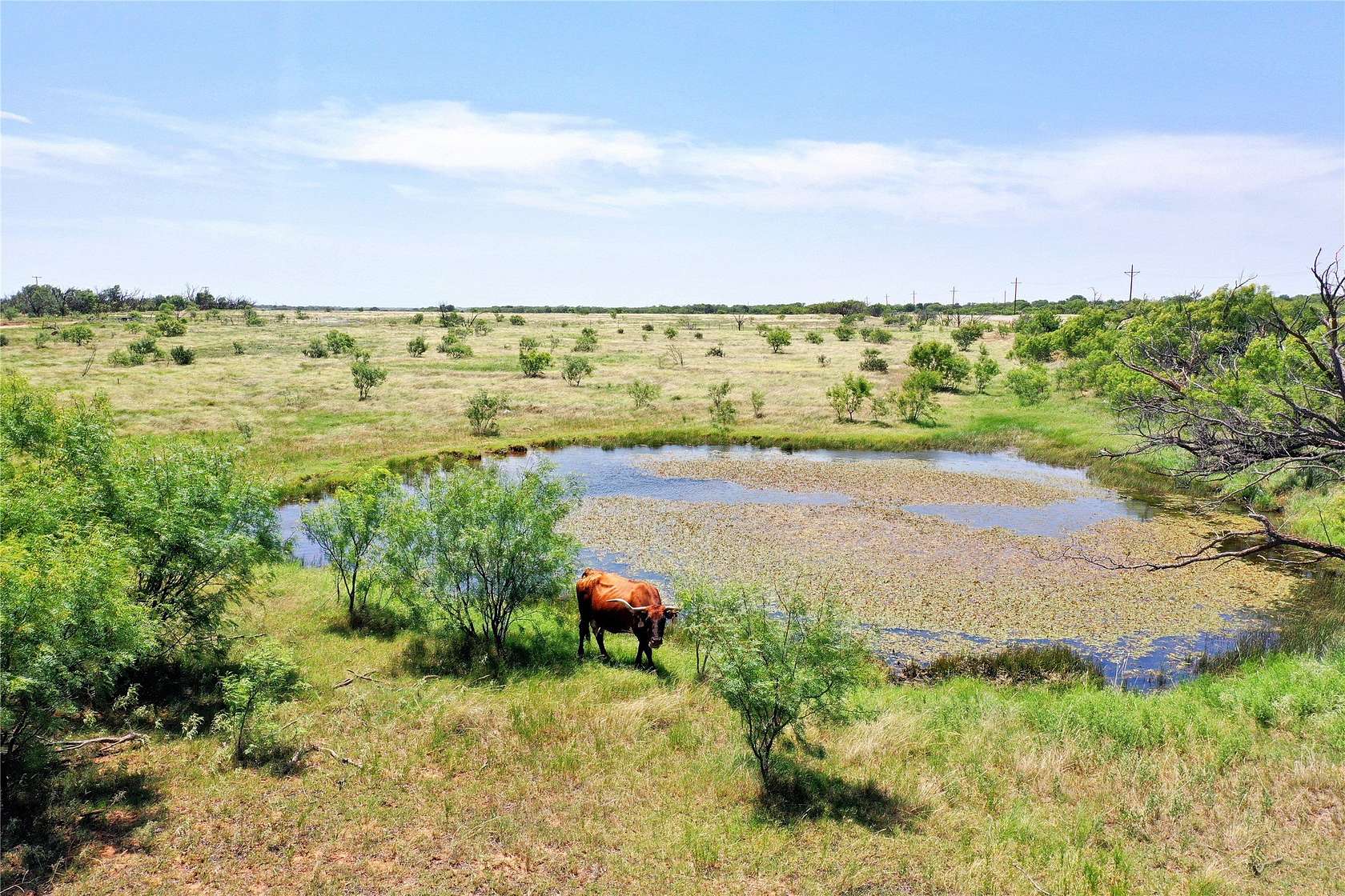 54 Acres of Agricultural Land for Sale in Olney, Texas