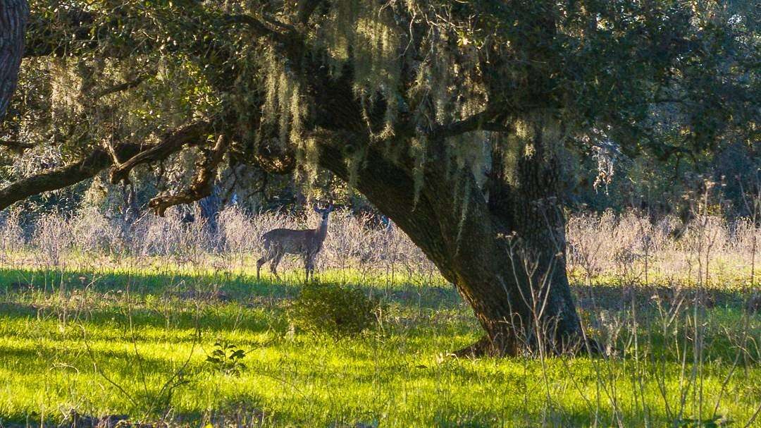 259 Acres of Land for Sale in Columbus, Texas