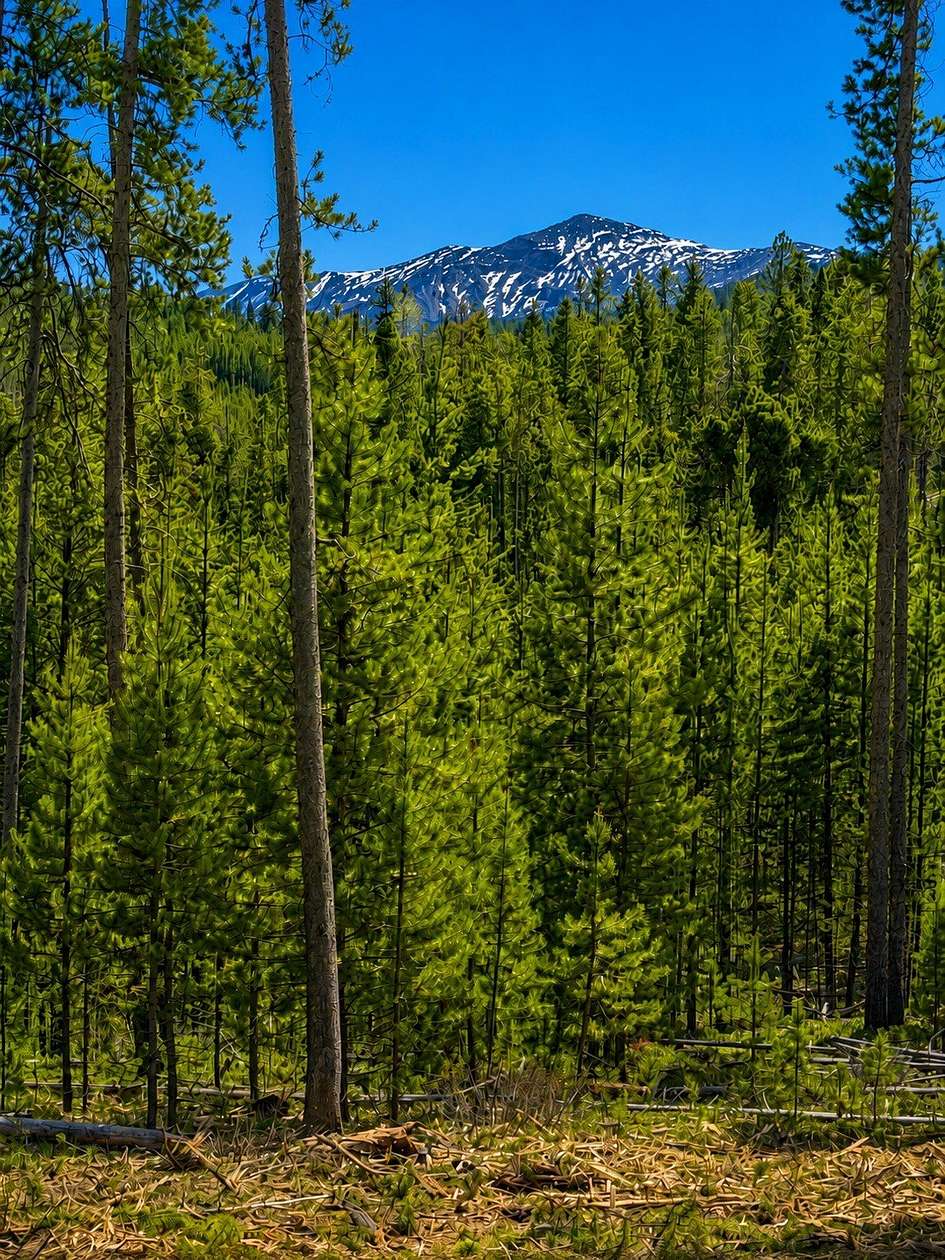 5 Acres of Residential Land for Sale in Anaconda, Montana
