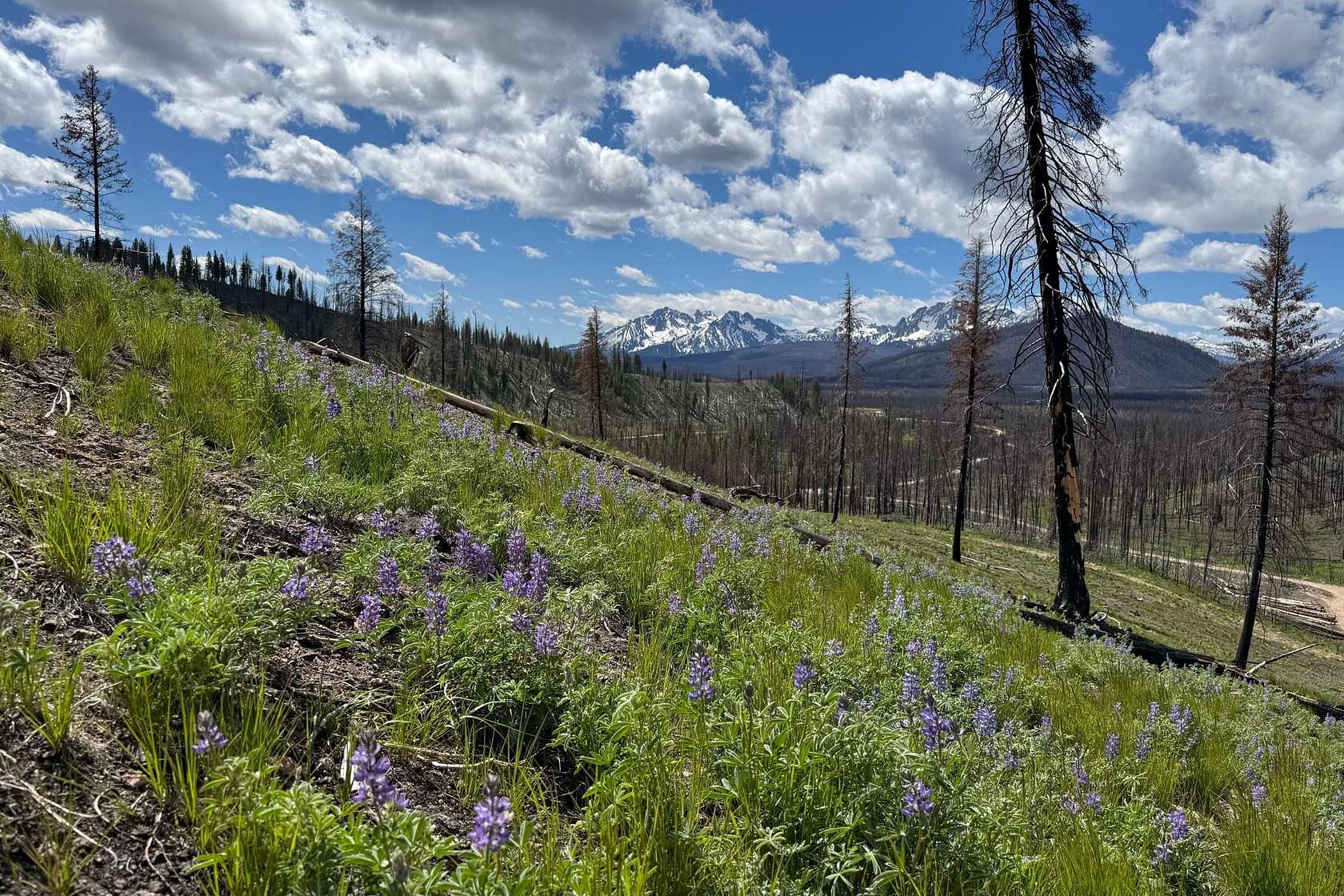 2.76 Acres of Residential Land for Sale in Stanley, Idaho