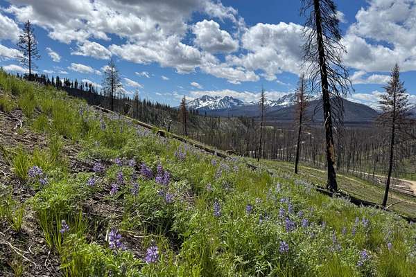 2.76 Acres of Residential Land for Sale in Stanley, Idaho