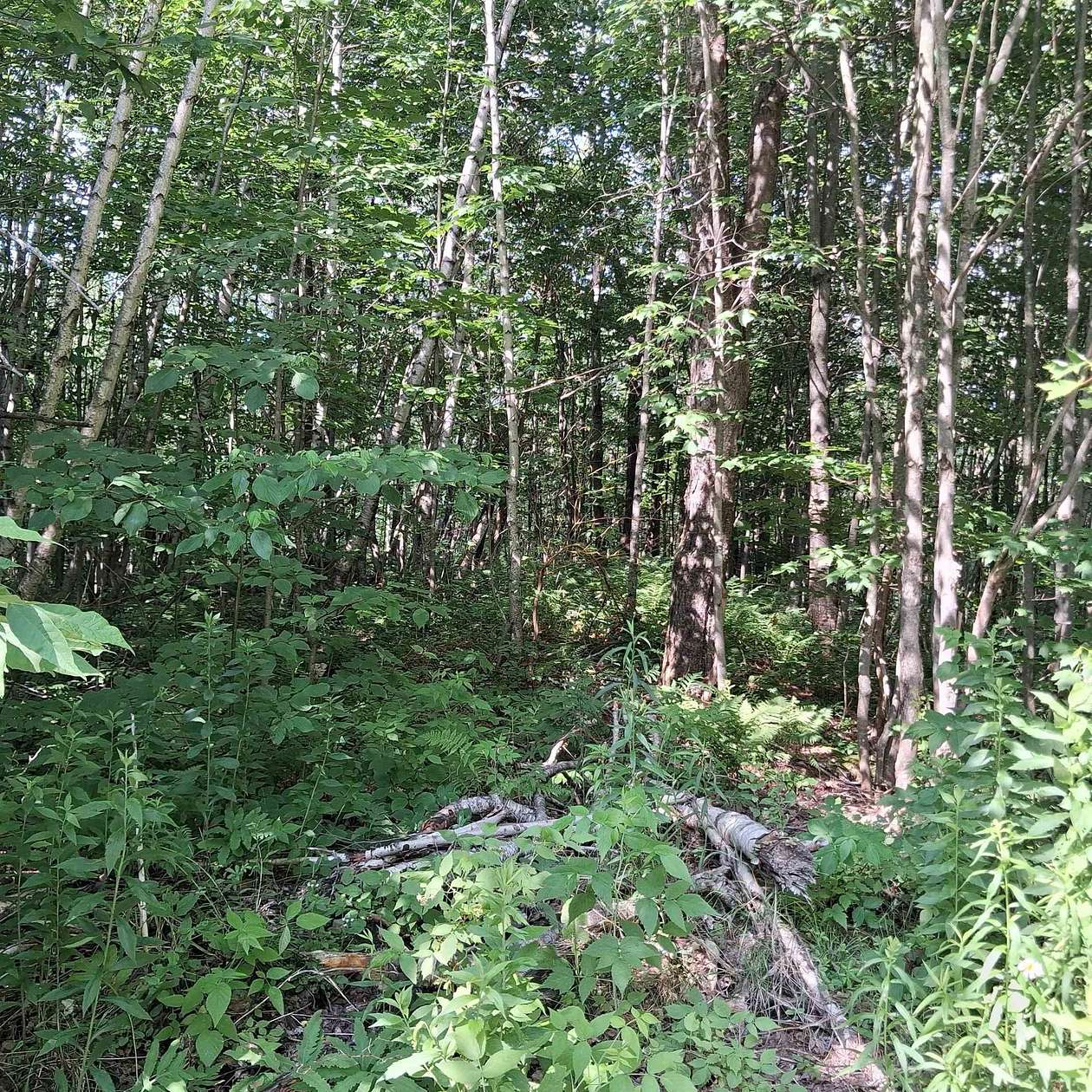 16.6 Acres of Land for Sale in Westfield, Vermont