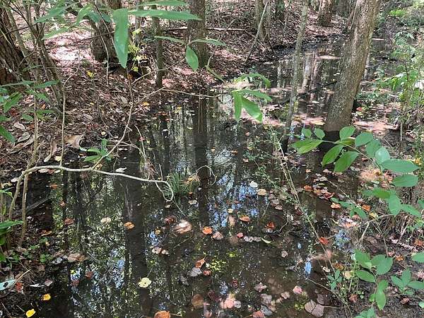 16 Acres of Land for Sale in Headland, Alabama