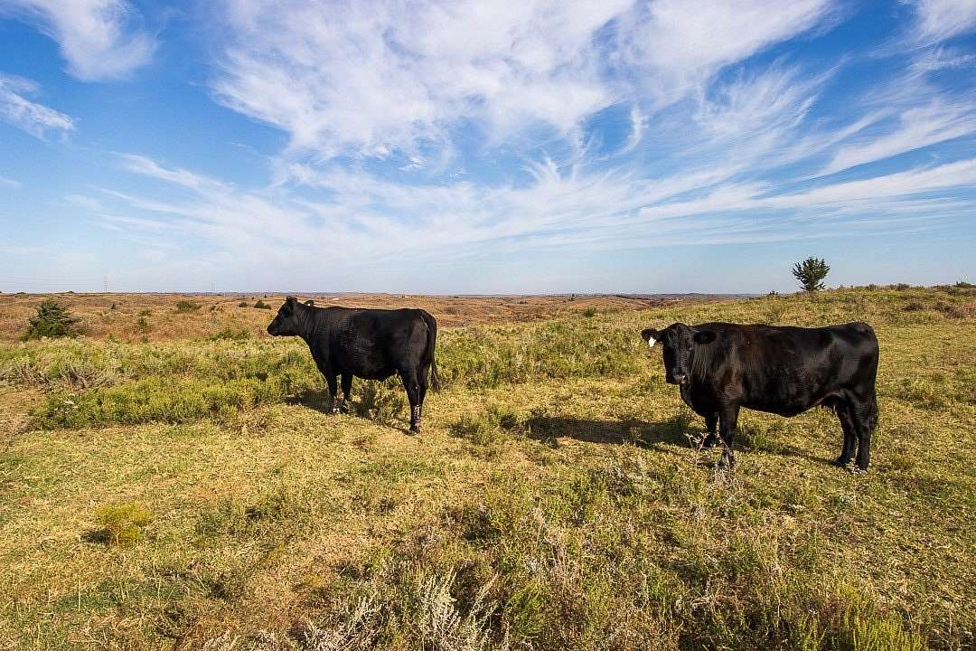 290 Acres of Land for Sale in Mooreland, Oklahoma