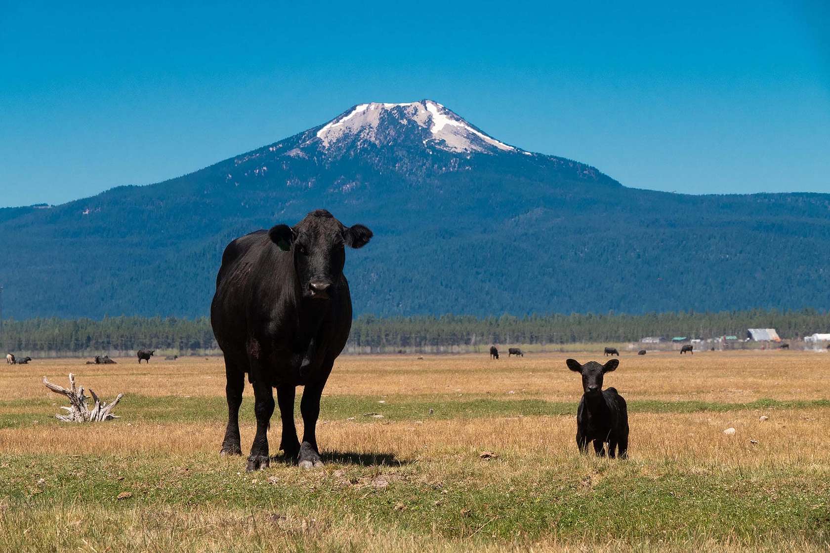 6,866 Acres of Land for Sale in Chiloquin, Oregon