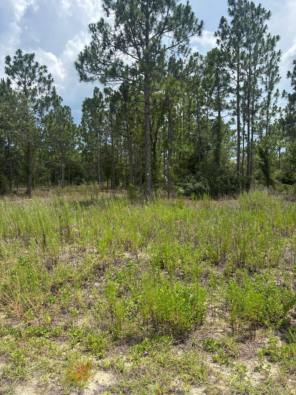 1 Acre of Residential Land for Sale in Dunnellon, Florida