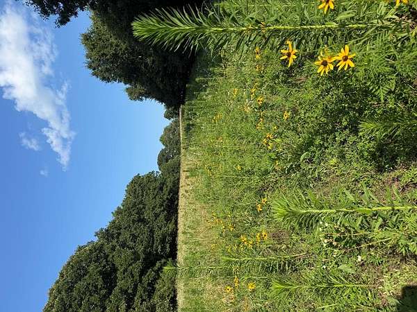 36 Acres of Land for Sale in Macon, Missouri