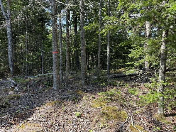 9.8 Acres of Residential Land for Sale in Roque Bluffs, Maine