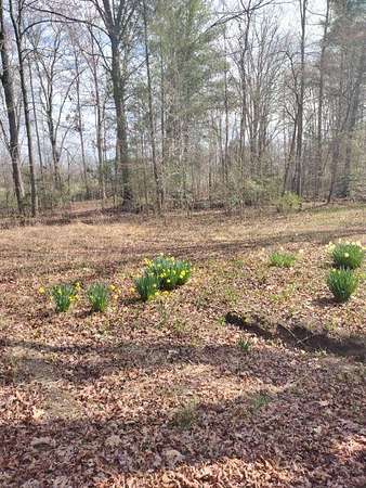 60.5 Acres of Recreational Land for Sale in Oakdale, Tennessee