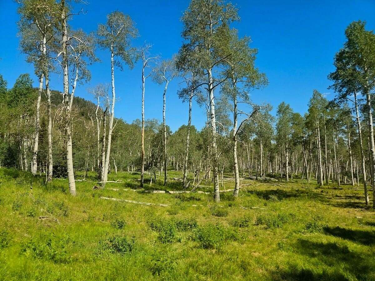 40 Acres of Land for Sale in Brian Head, Utah