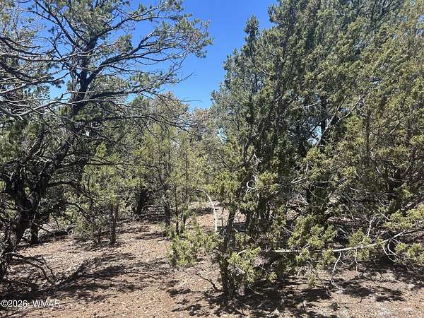 4.5 Acres of Residential Land for Sale in Vernon, Arizona