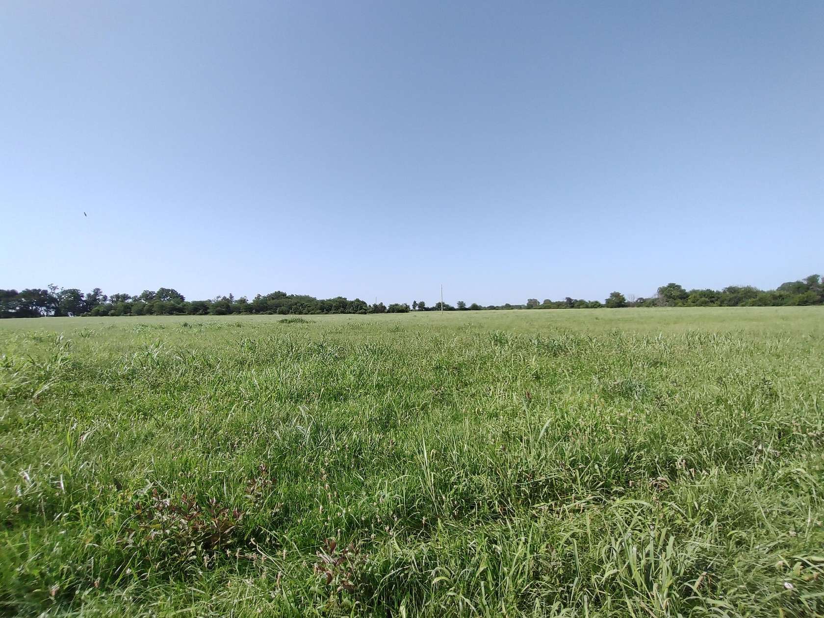 64.6 Acres of Land for Sale in Bolivar, Missouri