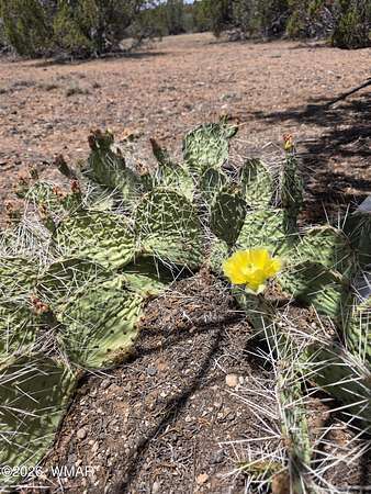 5.3 Acres of Residential Land for Sale in Show Low, Arizona