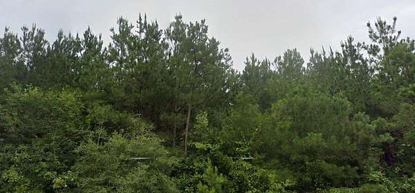 17 Acres of Land for Sale in Ward, Louisiana