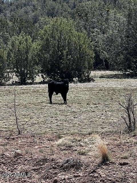 45 Acres of Recreational Land for Sale in Seligman, Arizona