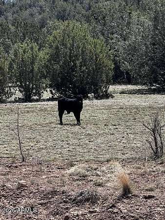 45 Acres of Recreational Land for Sale in Seligman, Arizona