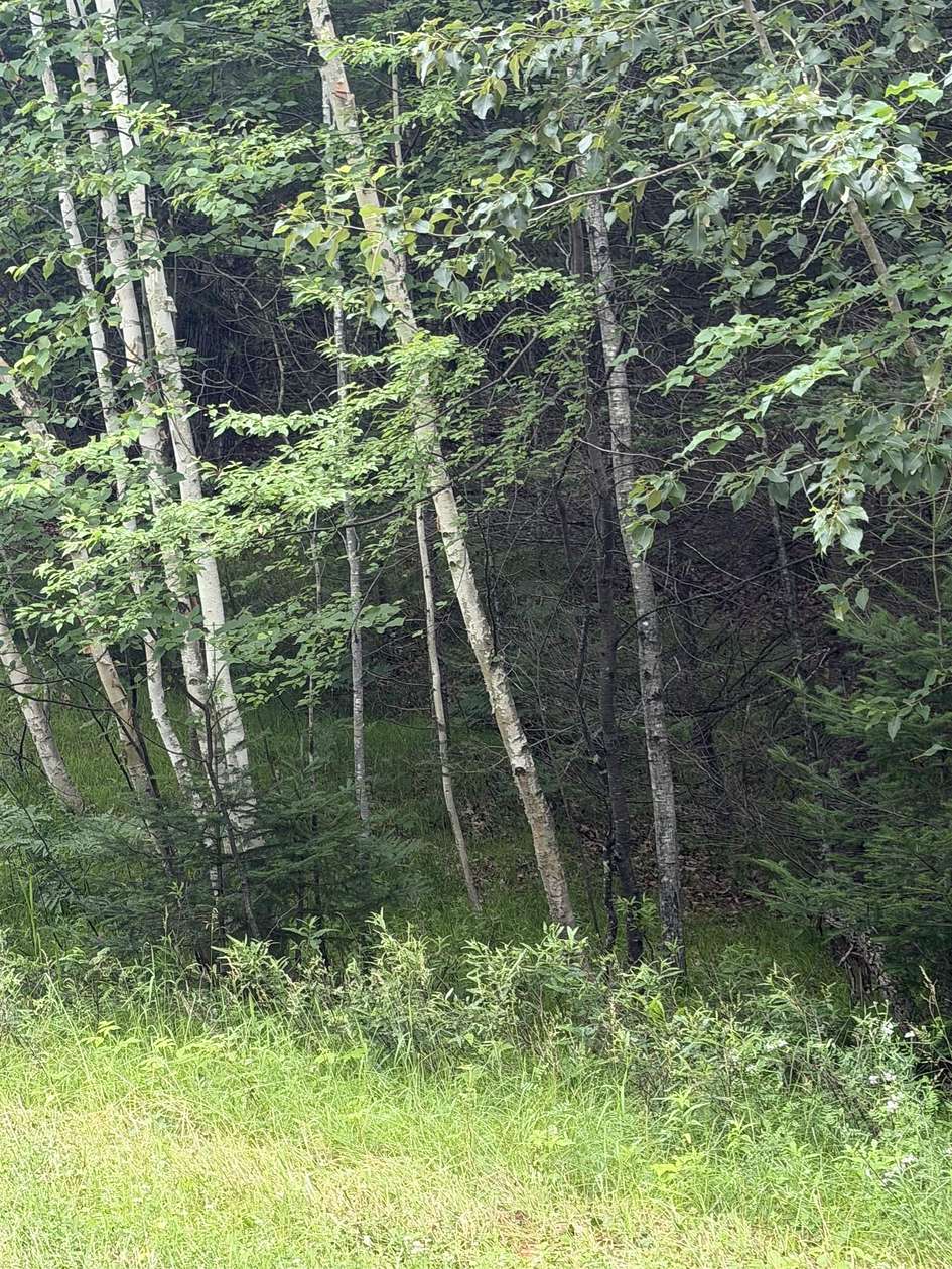1.89 Acres of Residential Land for Sale in Lakewood, Wisconsin