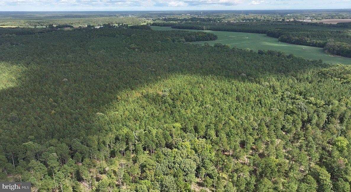 557 Acres of Recreational Land for Auction in Princess Anne, Maryland
