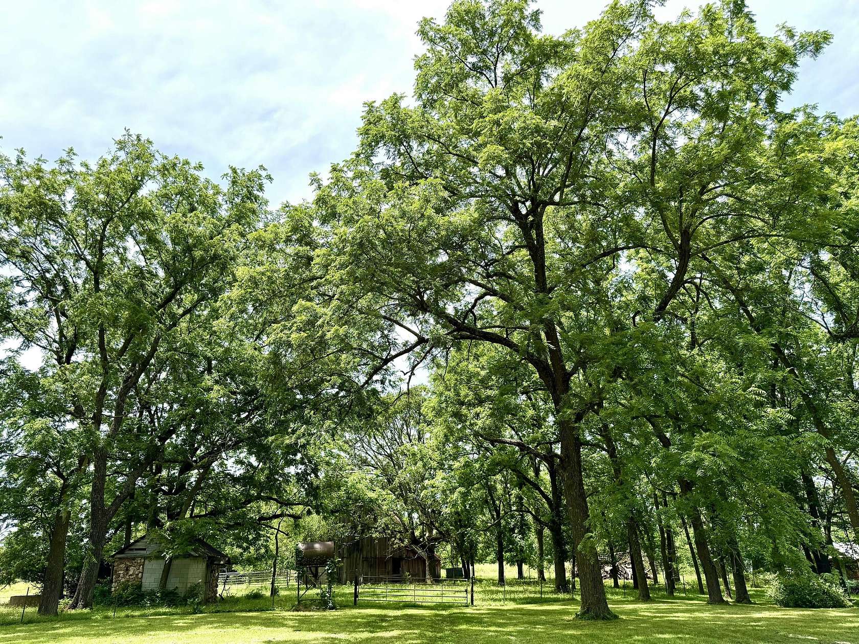 117 Acres of Land for Sale in Willard, Missouri