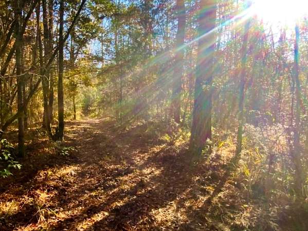 53.9 Acres of Land for Sale in Ponce de Leon, Florida