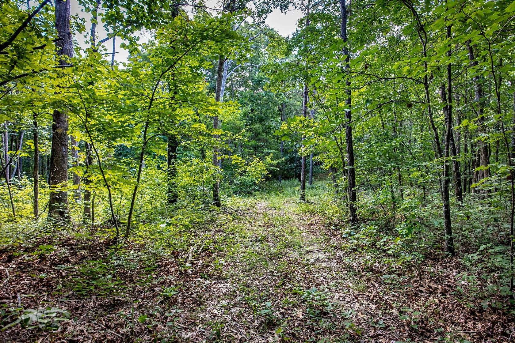 120 Acres of Recreational Land for Sale in Clinton, Arkansas