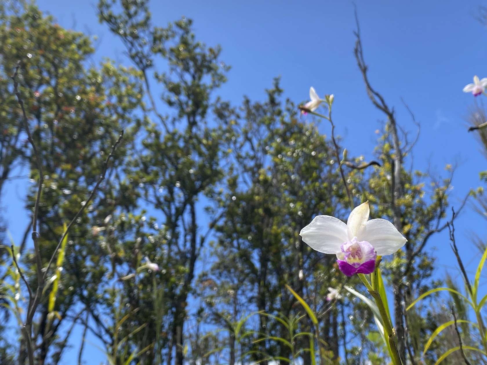 3 Acres of Residential Land for Sale in Volcano, Hawaii