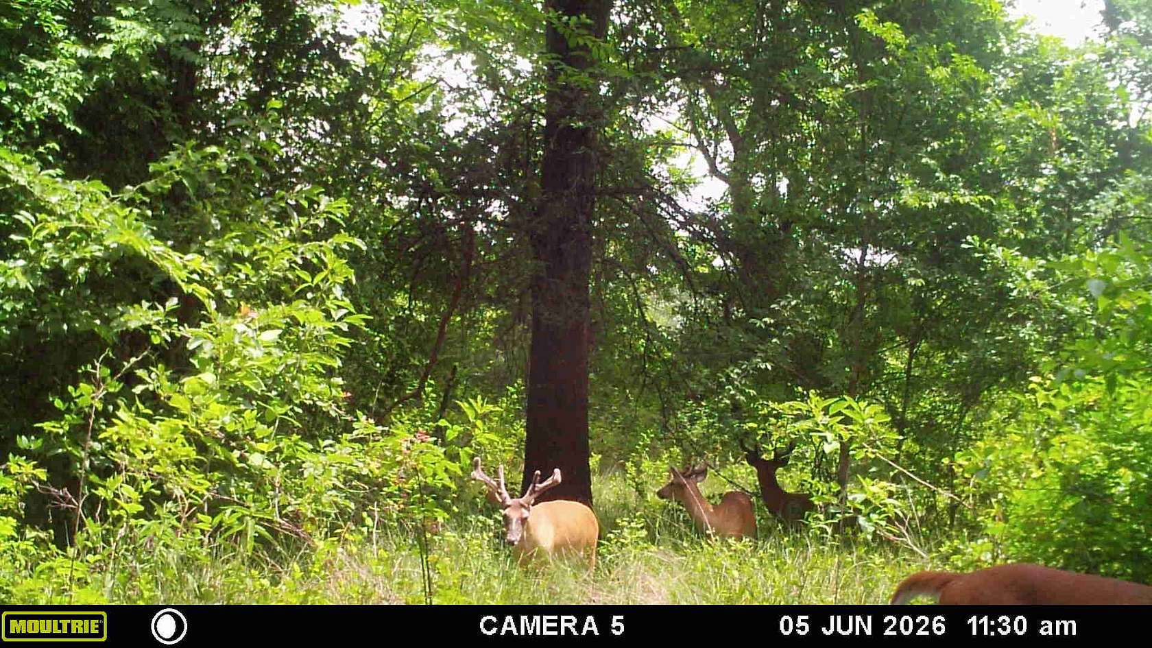 34 Acres of Land for Sale in Atoka, Oklahoma