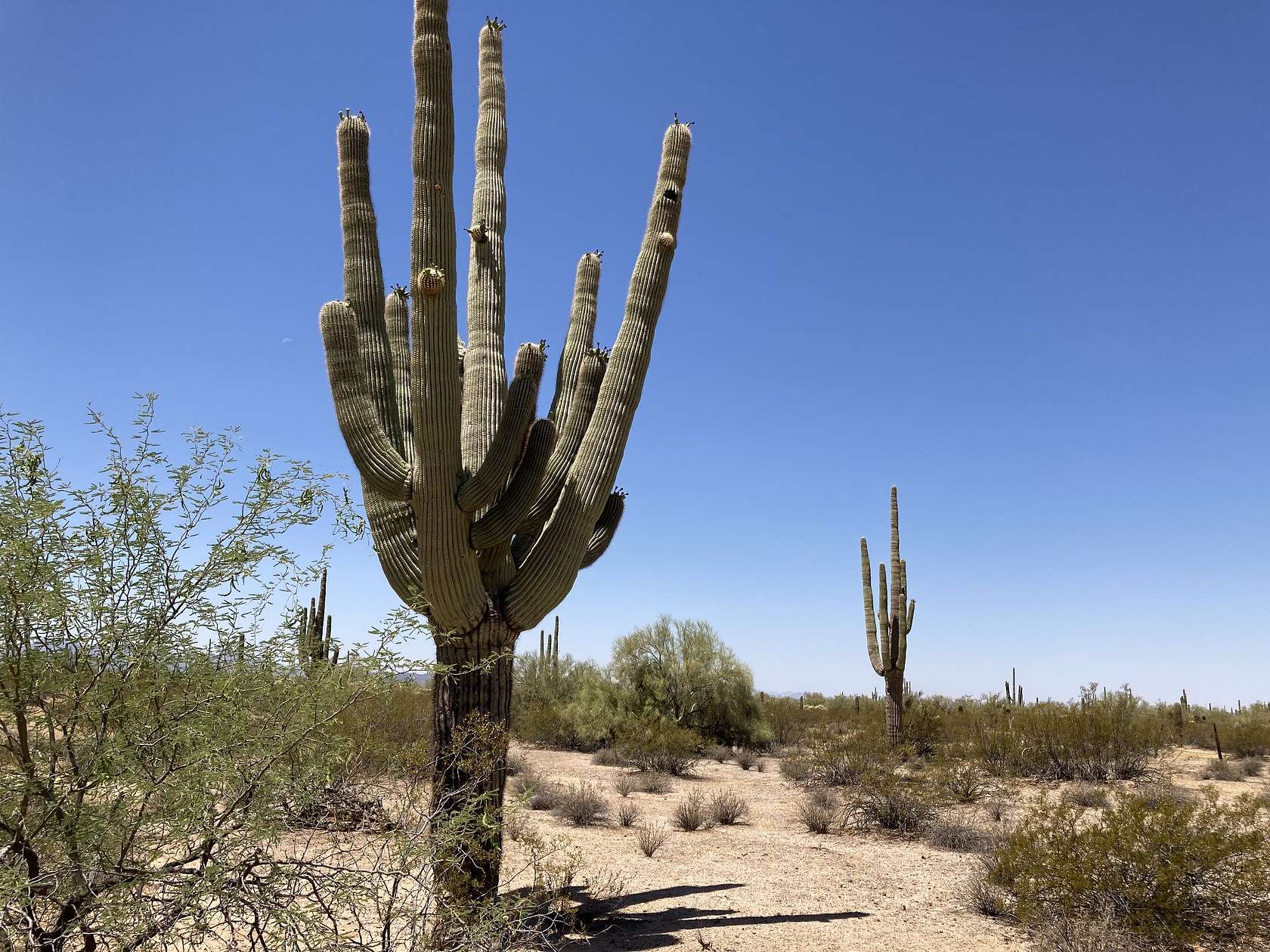 5 Acres of Land for Sale in Marana, Arizona
