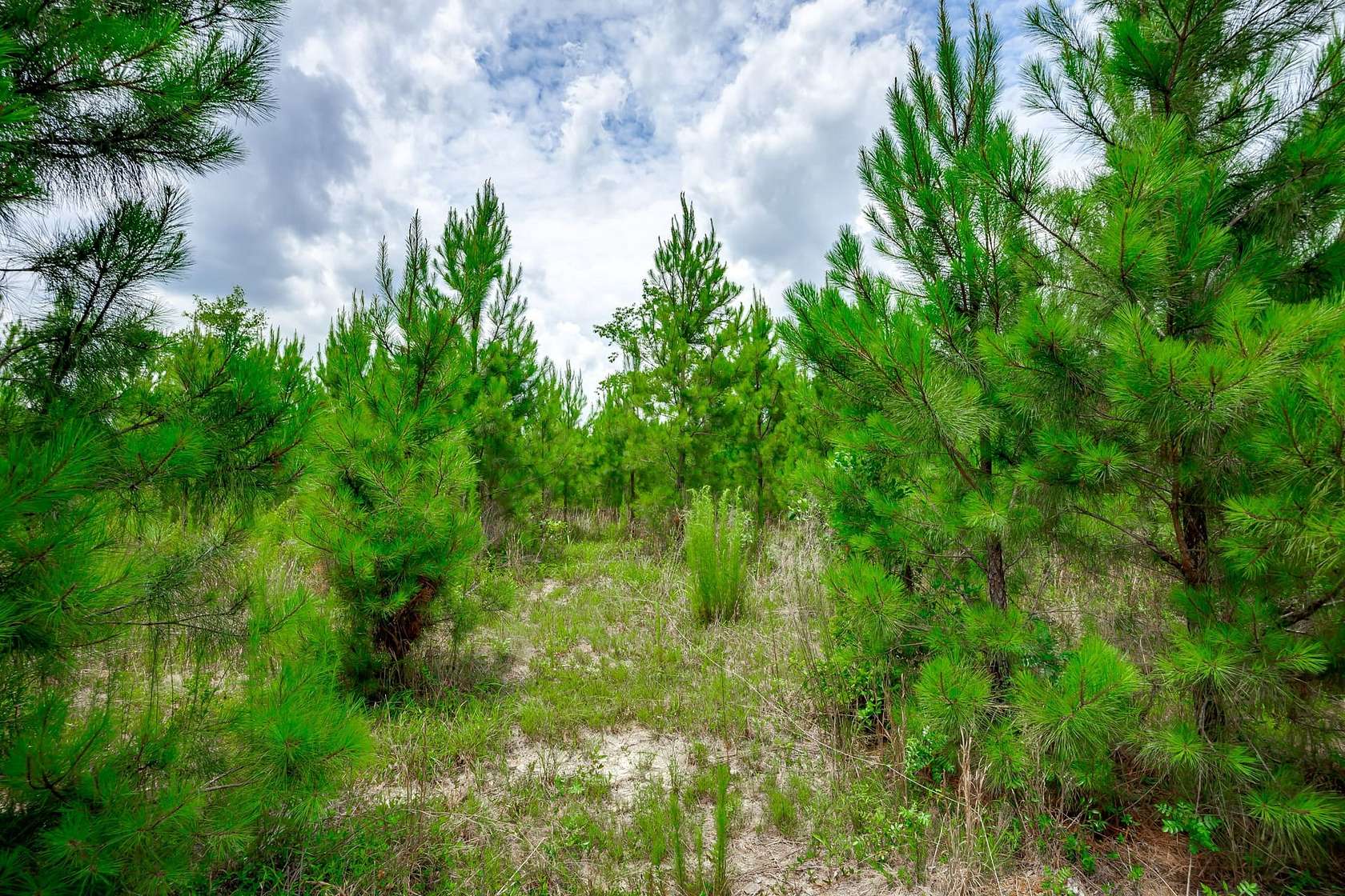 10 Acres of Residential Land for Sale in Swansea, South Carolina