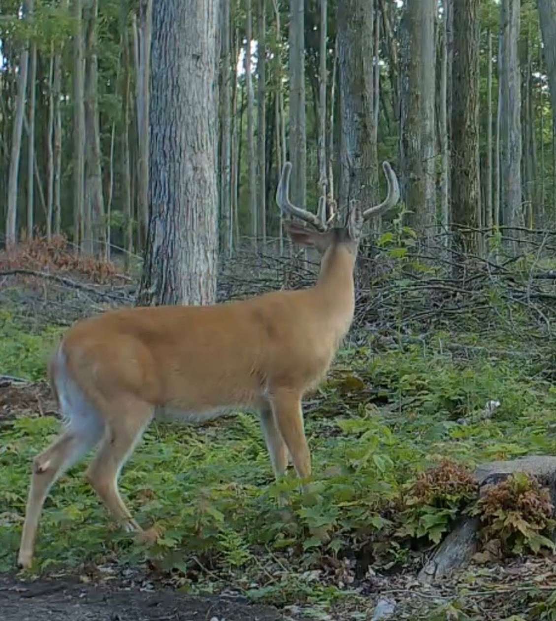 44 Acres of Recreational Land for Sale in Frederic, Michigan