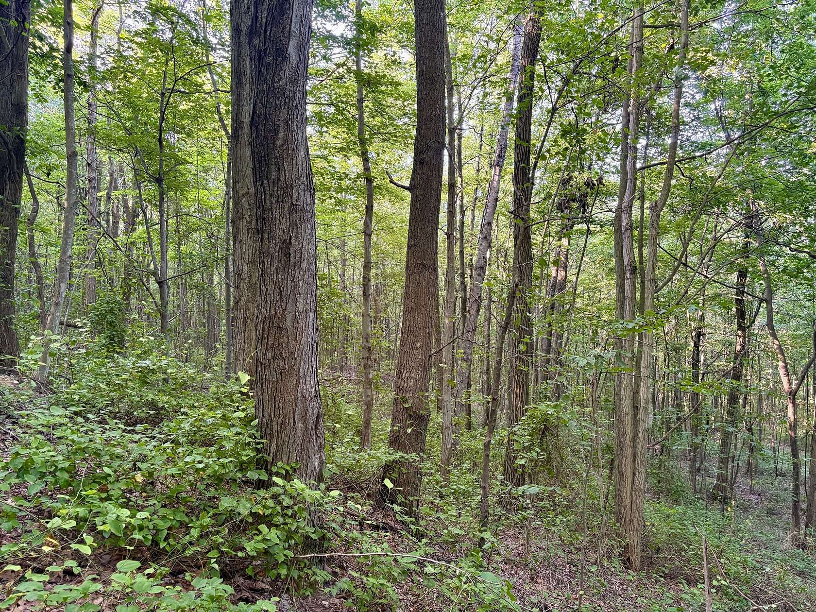 50 Acres of Recreational Land for Sale in Dunbar, Pennsylvania