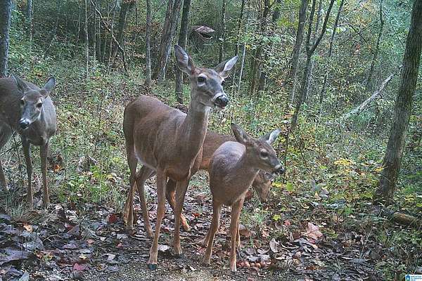 24 Acres of Recreational & Residential Land for Sale in Pell City, Alabama