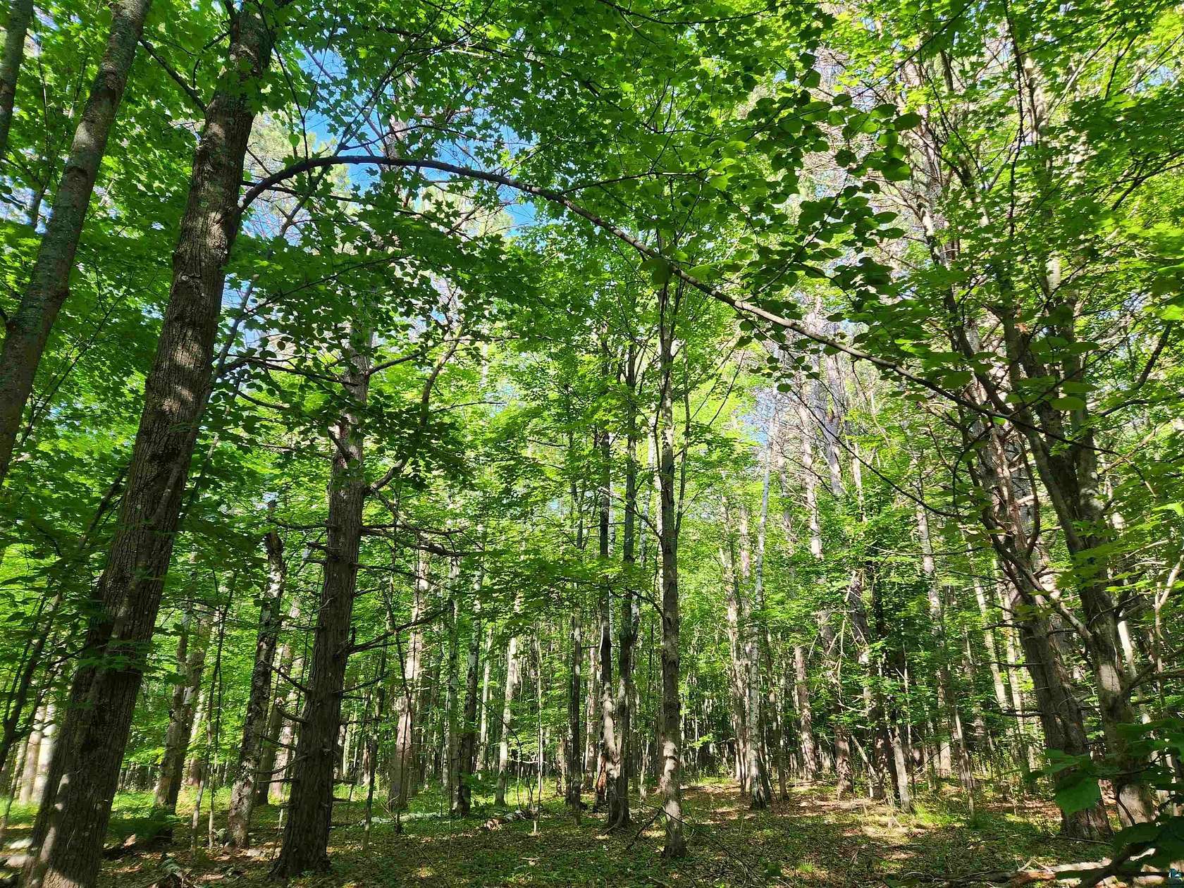 5 Acres of Land for Sale in Washburn, Wisconsin