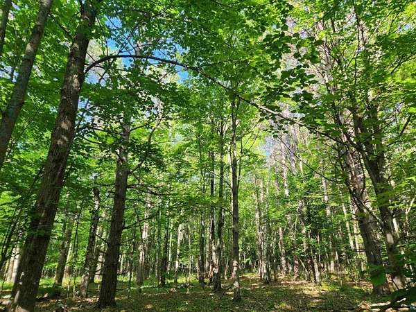 5 Acres of Land for Sale in Washburn, Wisconsin
