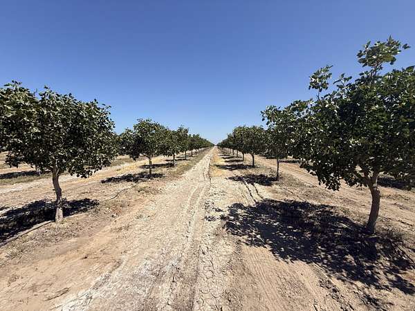 40 Acres of Land for Sale in Alpaugh, California
